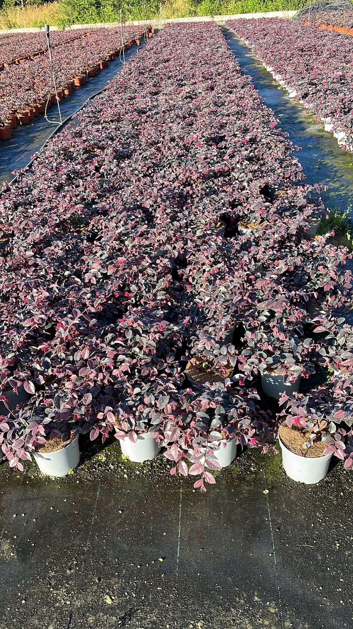 Loropetalum V2L