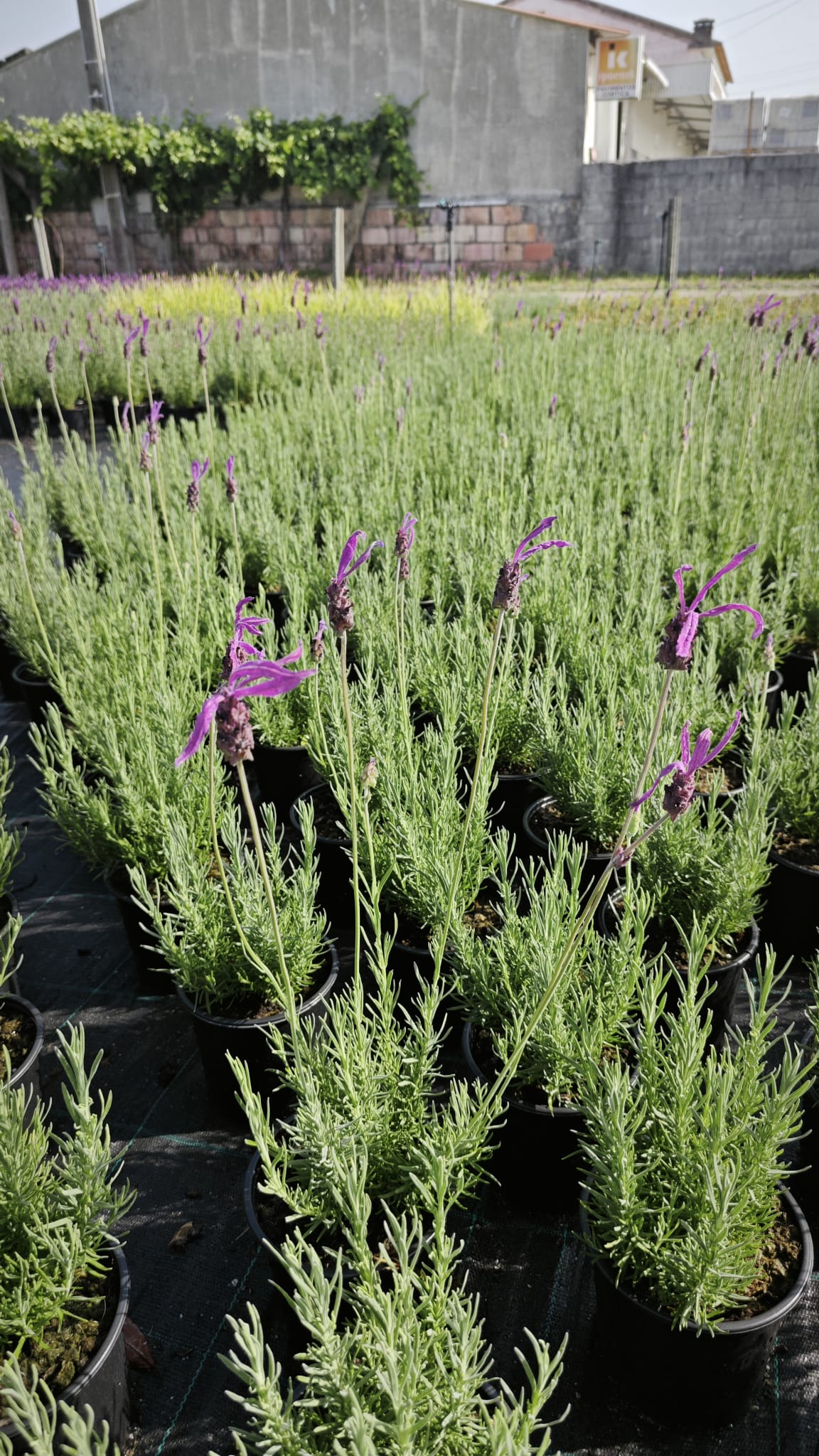 Lavandula stoechas v14