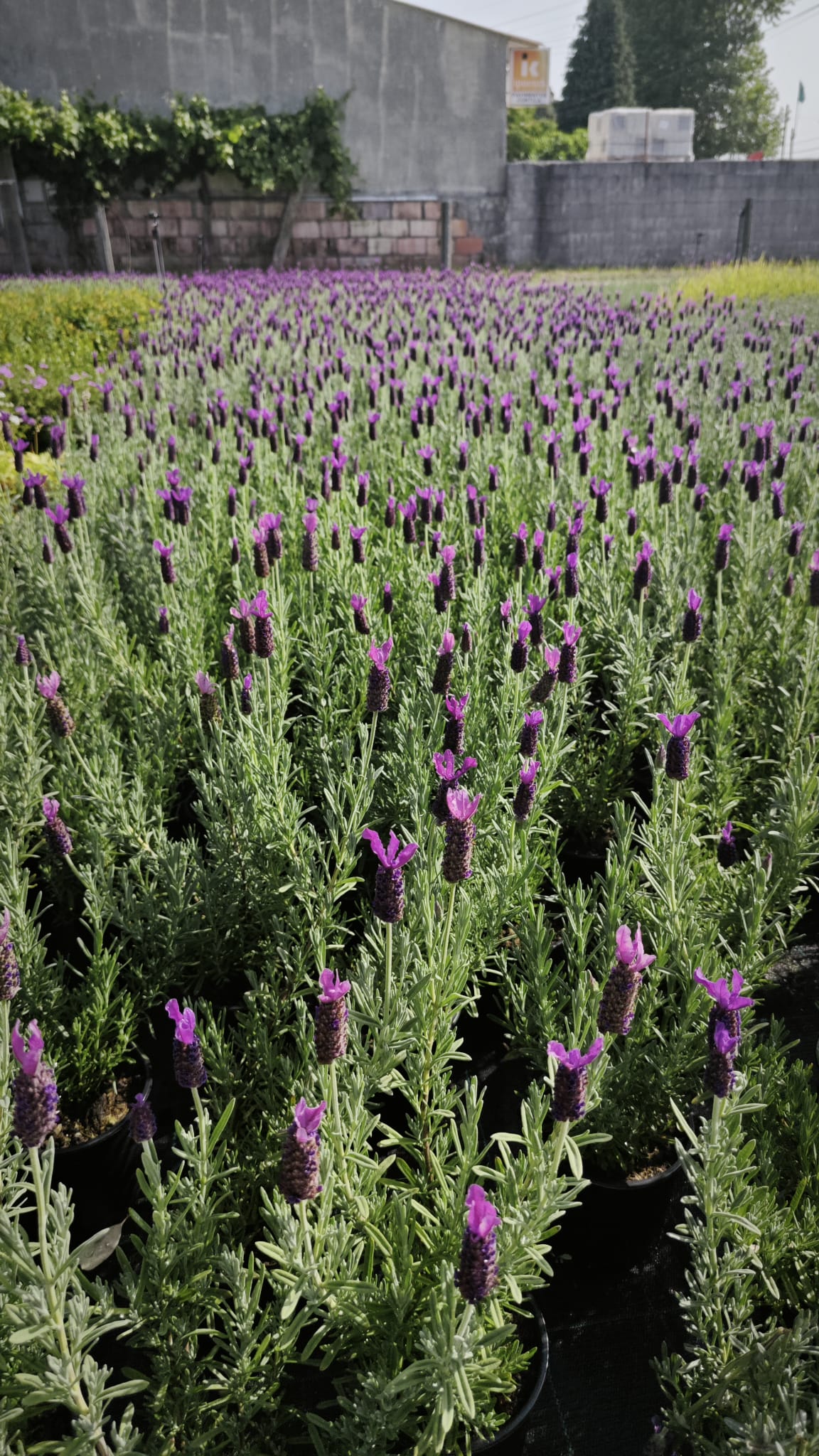 Lavandula stoechas v14