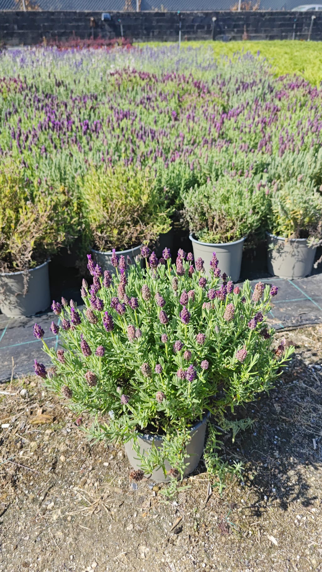 Lavandula stoechas v14