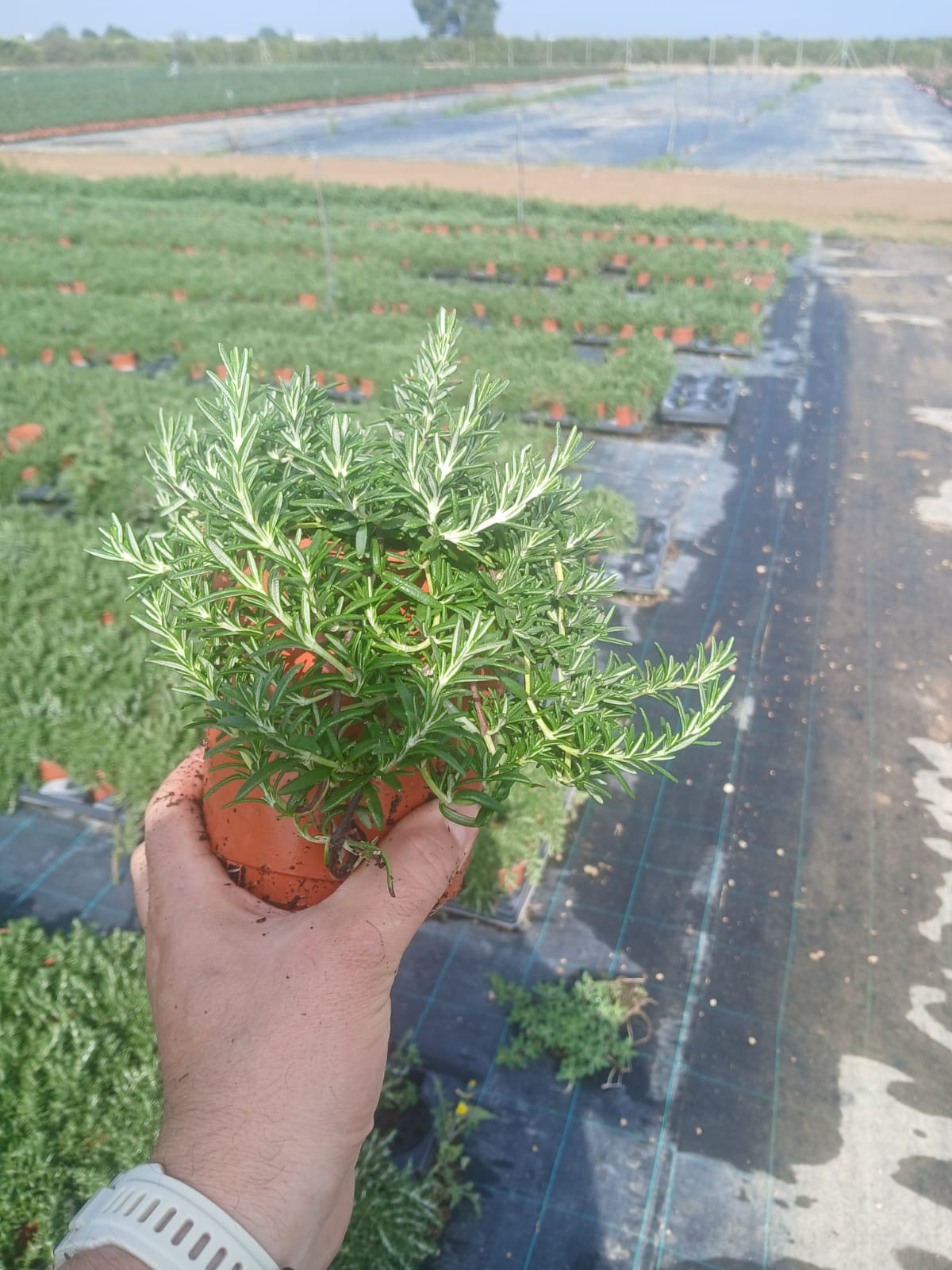 Rosmarinus prostratus V14