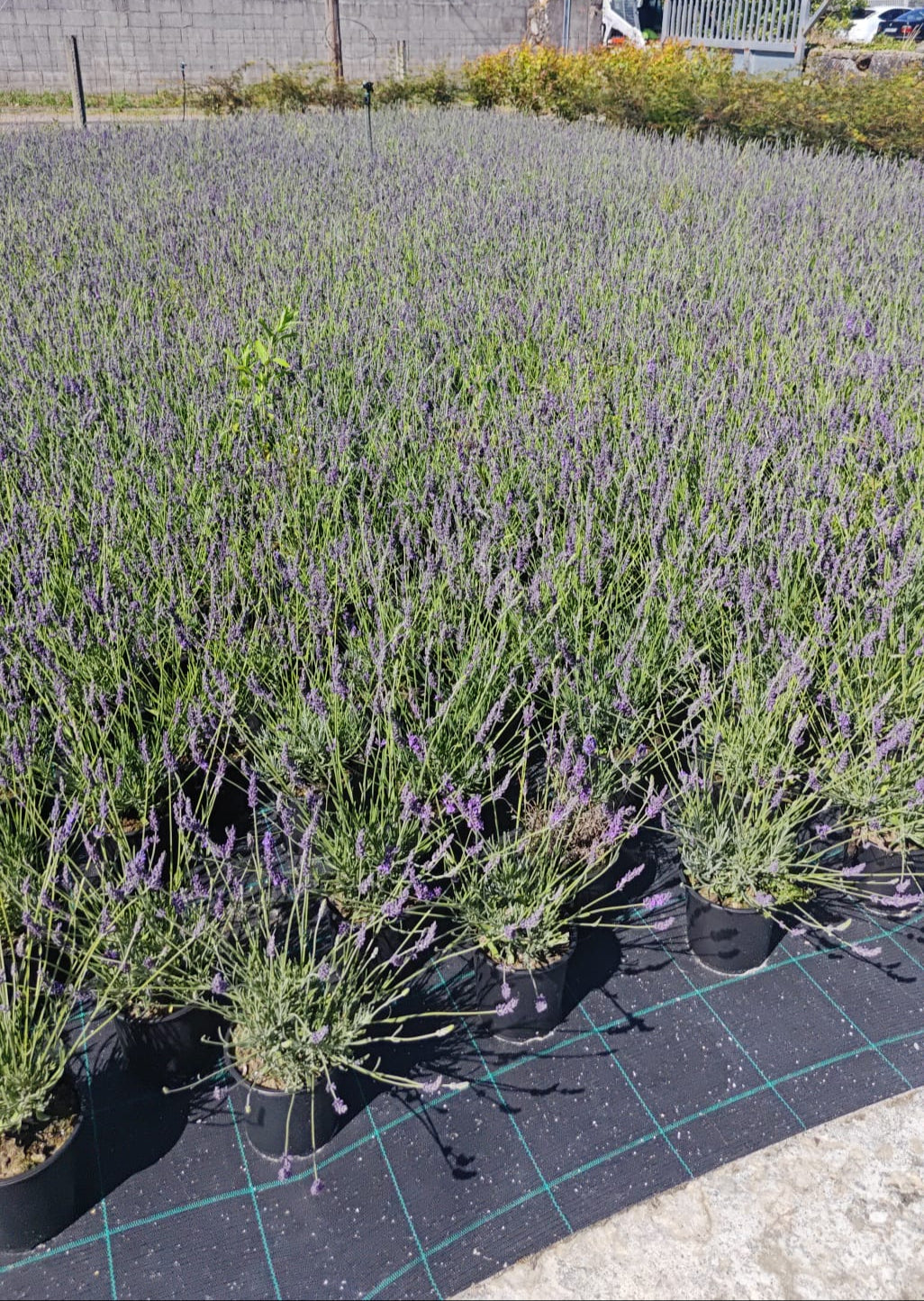 Lavandula angustifolia V14