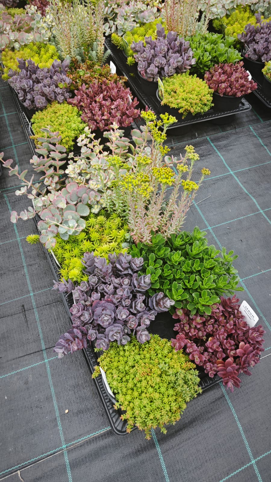 Sedum Mix Pac 8 V14
