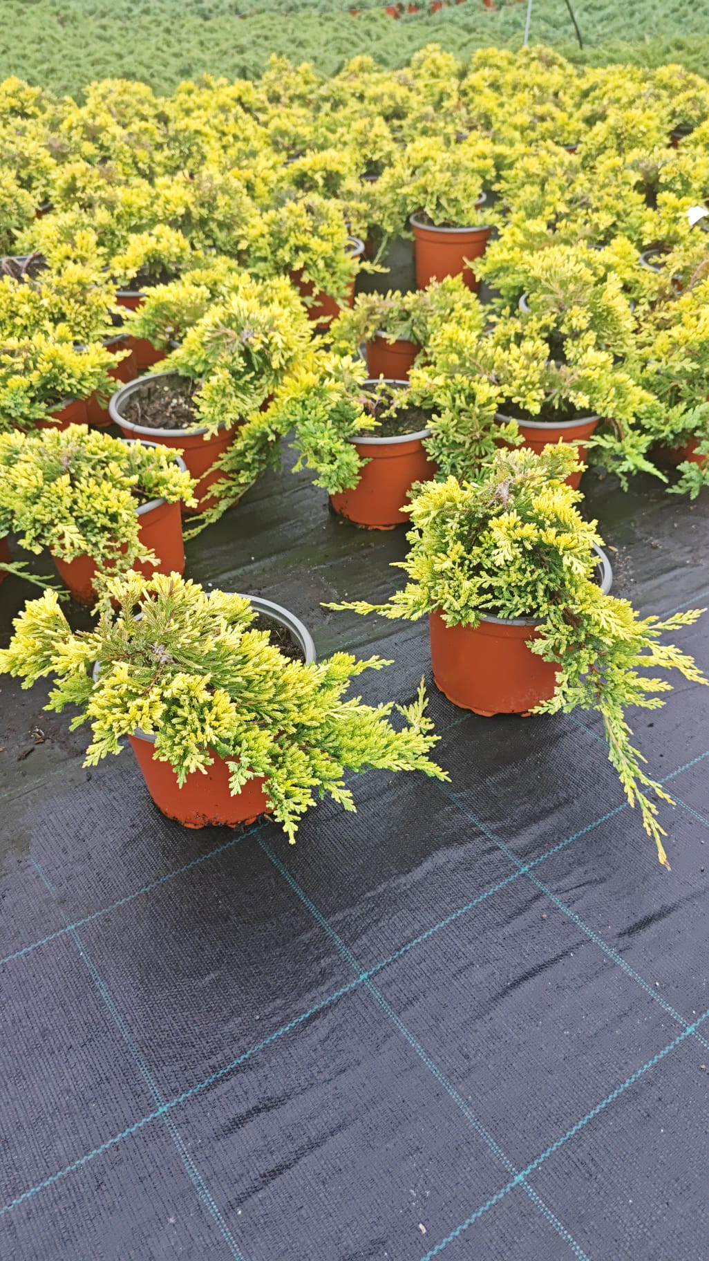 Juniperus 2L