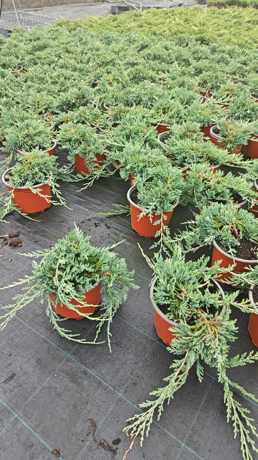 Juniperus 2L