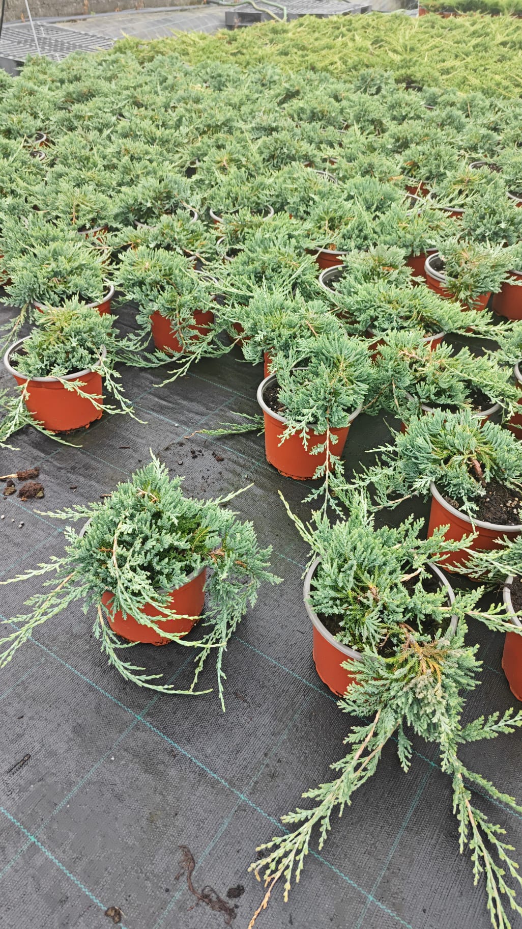 Juniperus 2L