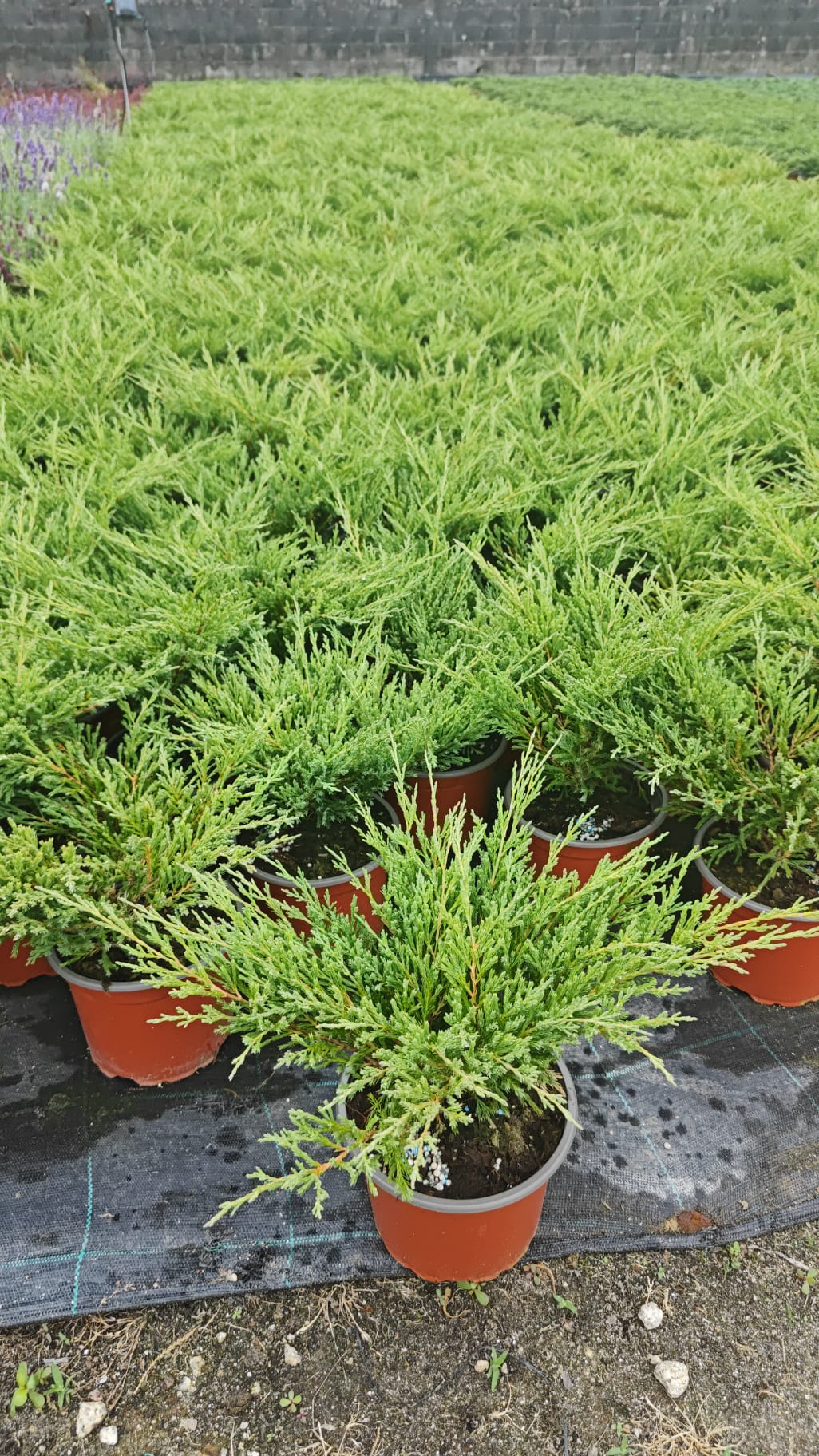 Juniperus 2L