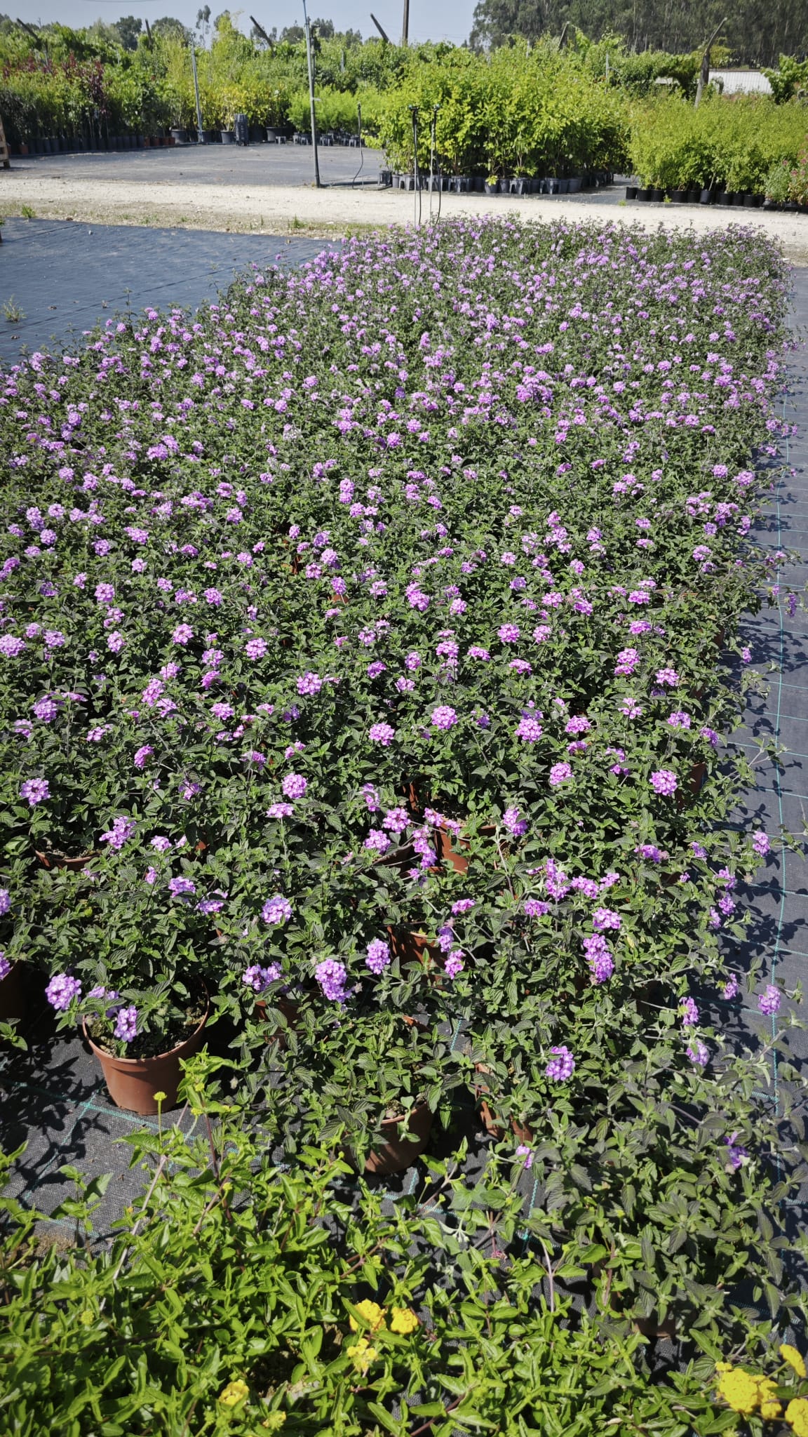 Lantana montevidensis