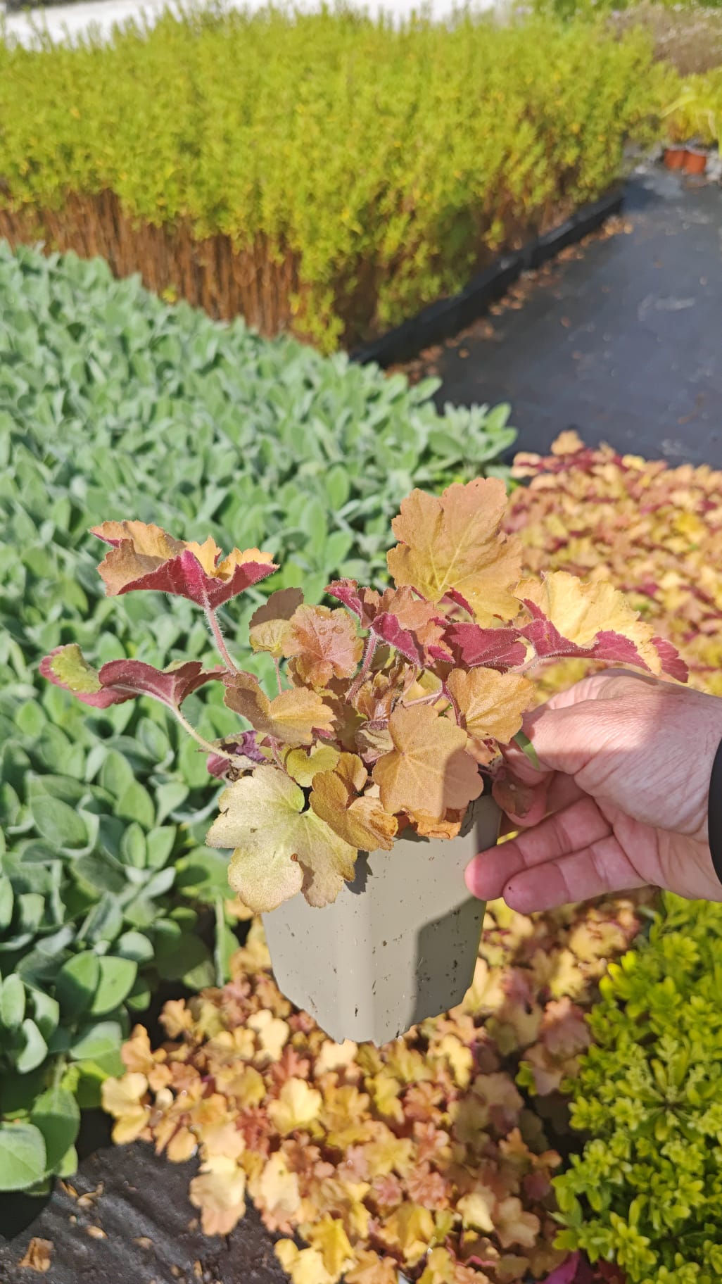 Heuchera 'Caramel' P9