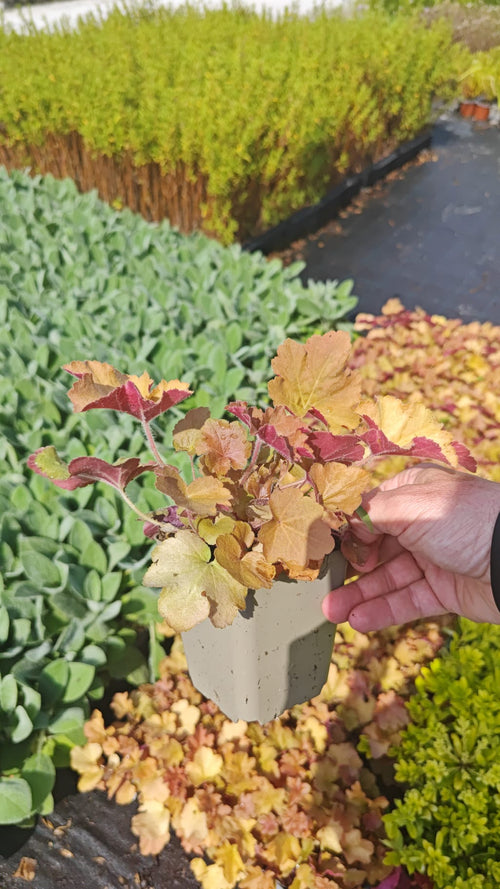 Heuchera 'Caramel' P9