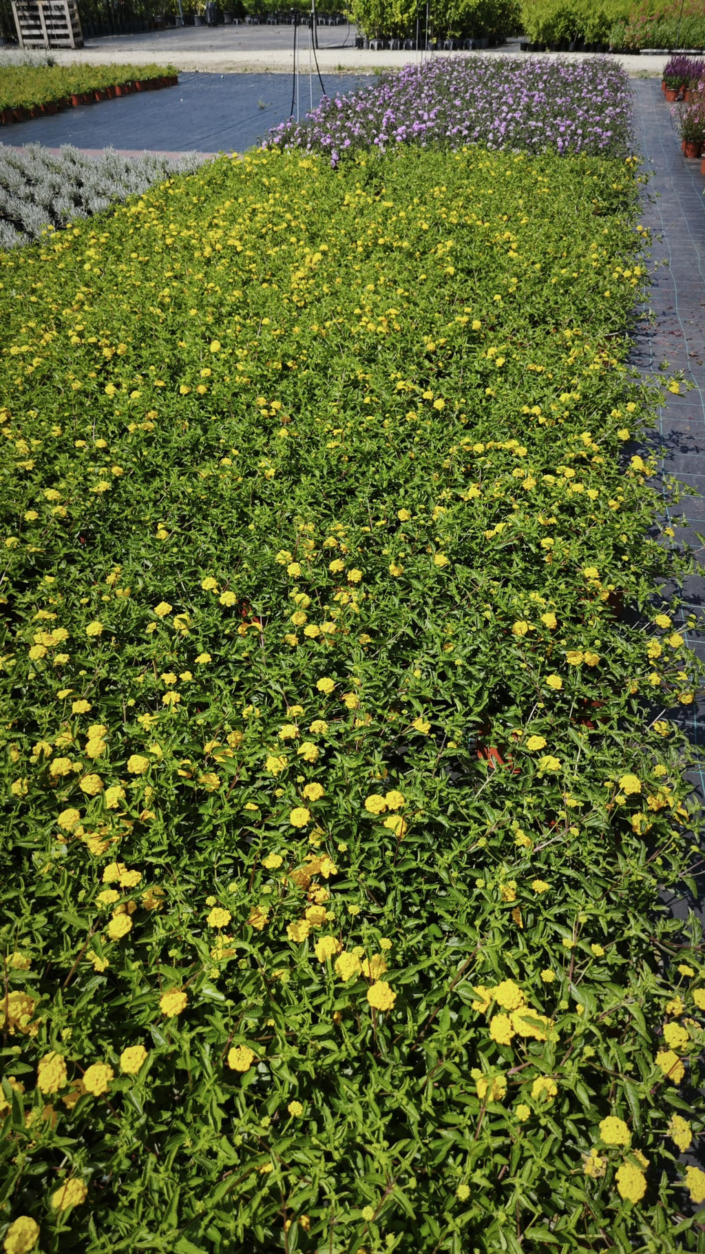 Lantana montevidensis