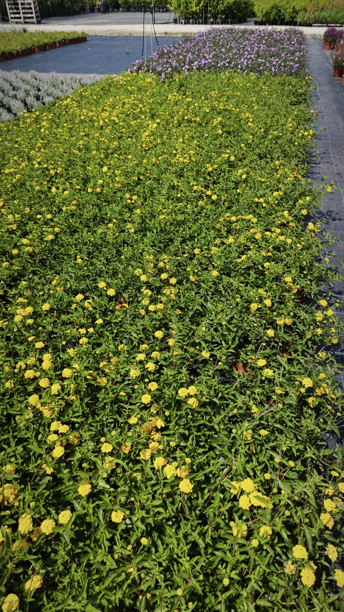 Lantana montevidensis