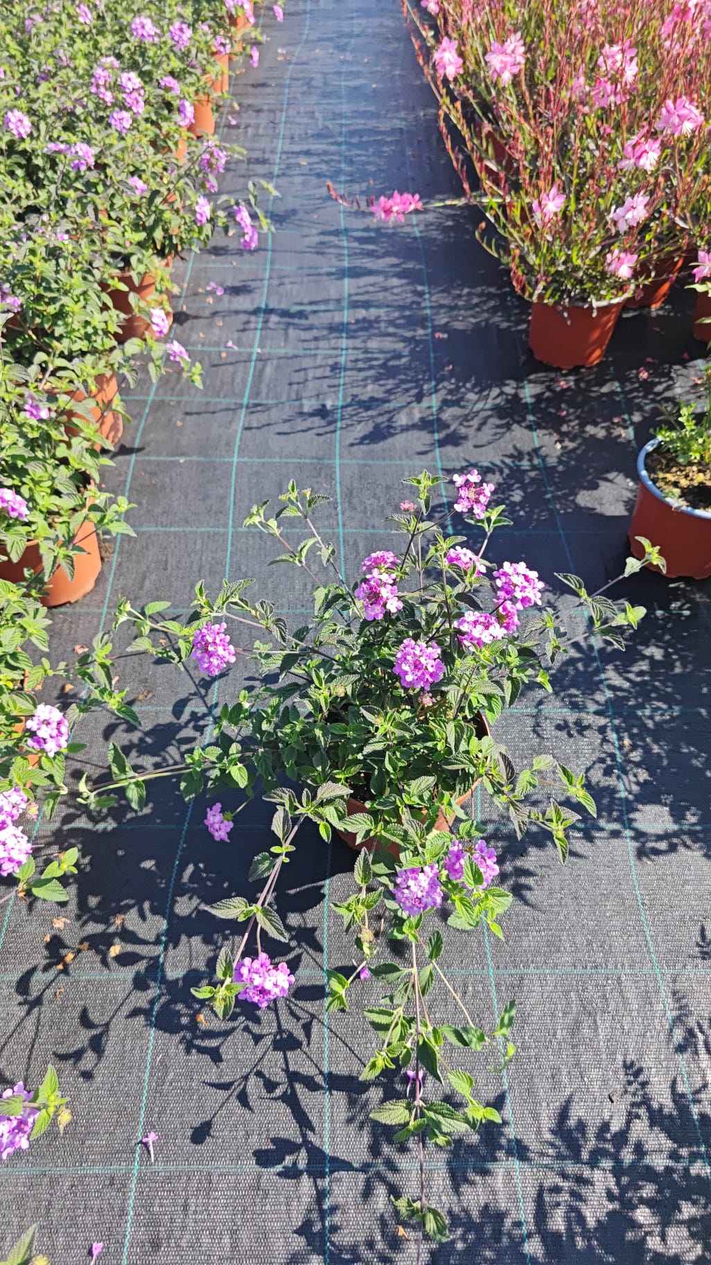 Lantana montevidensis