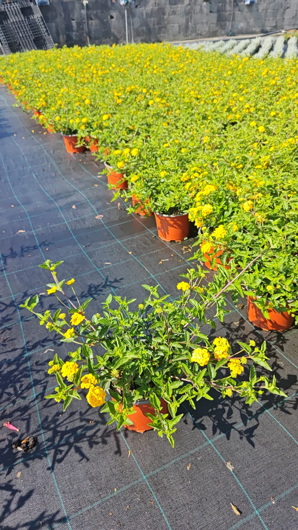 Lantana montevidensis