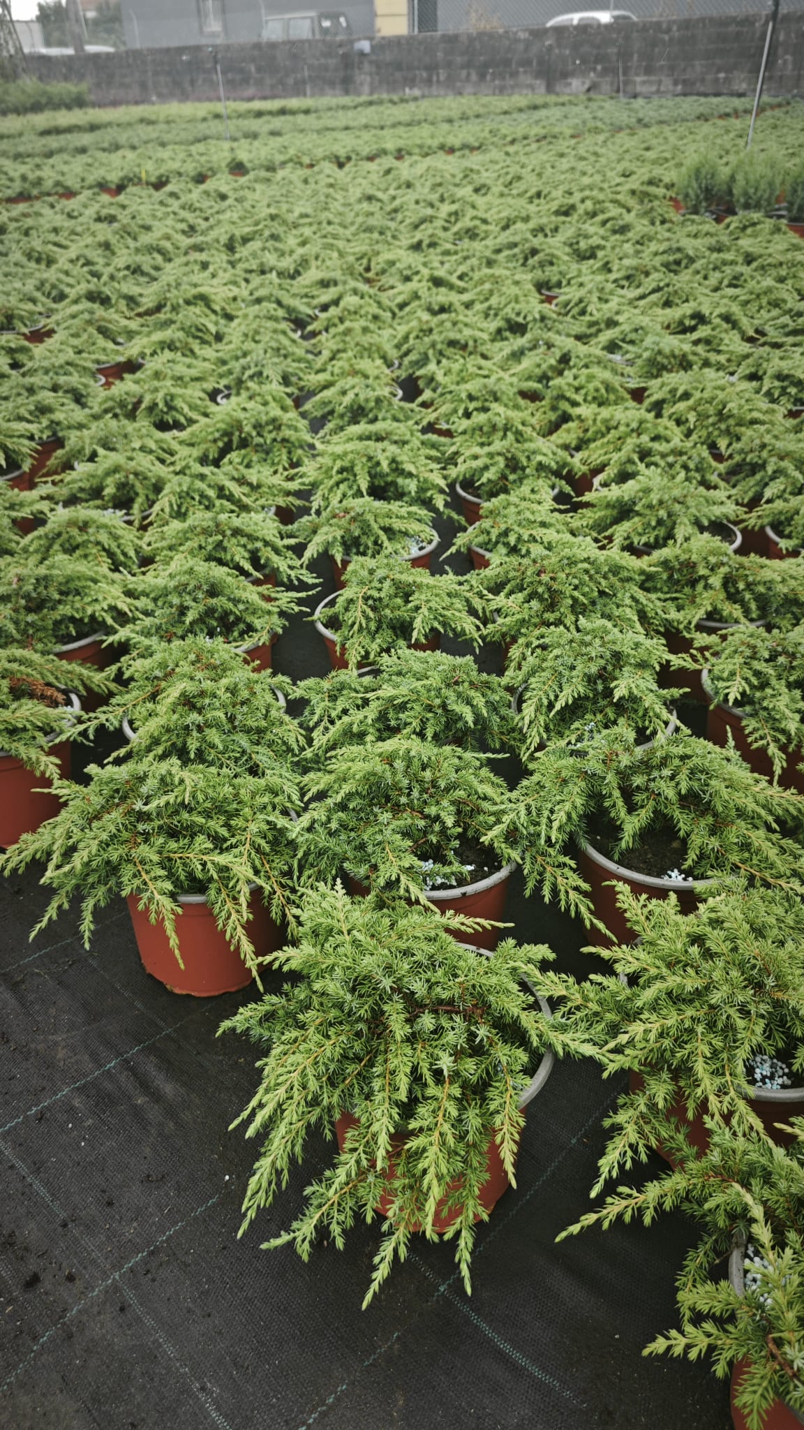 Juniperus 2L