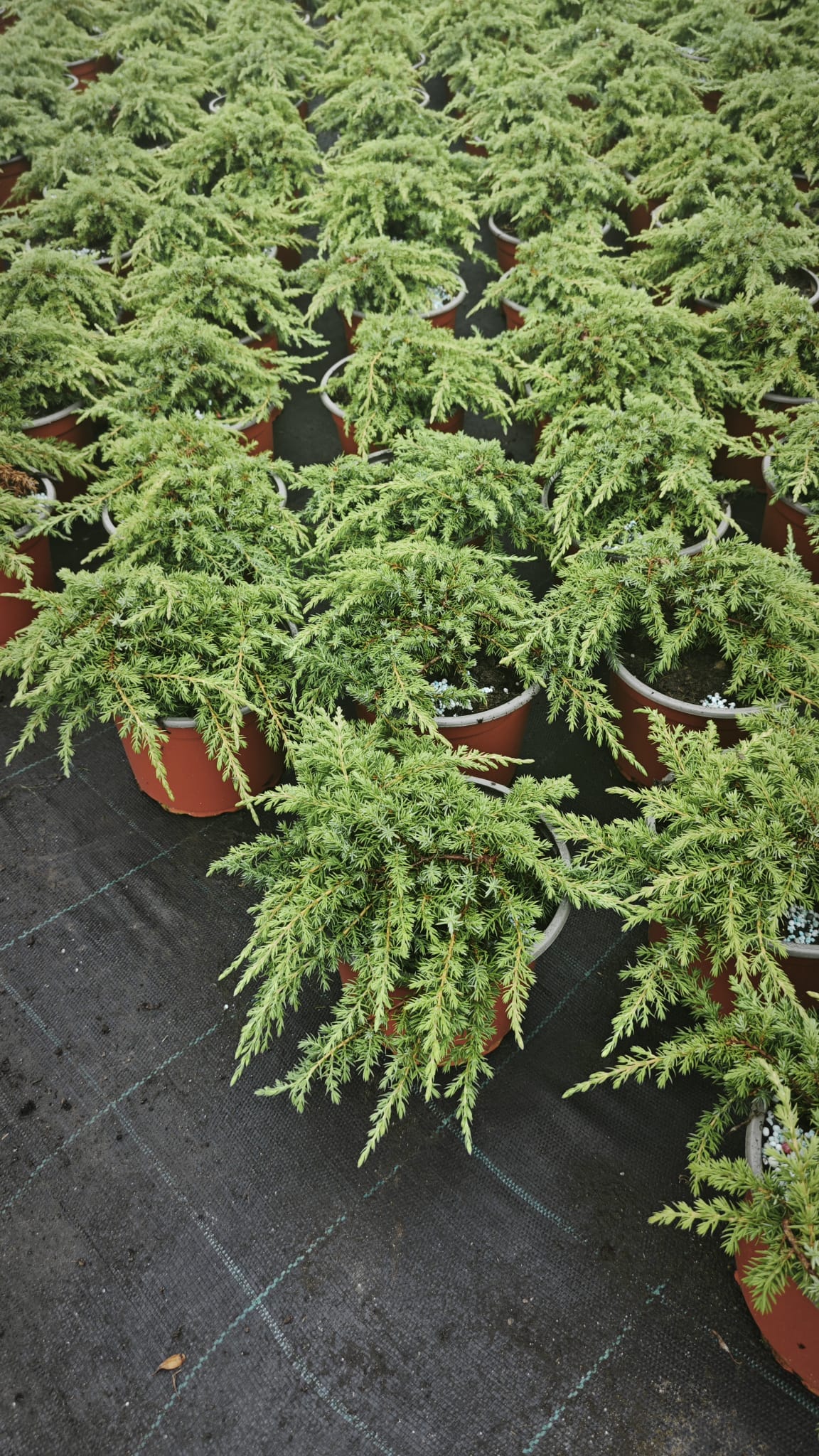 Juniperus 2L