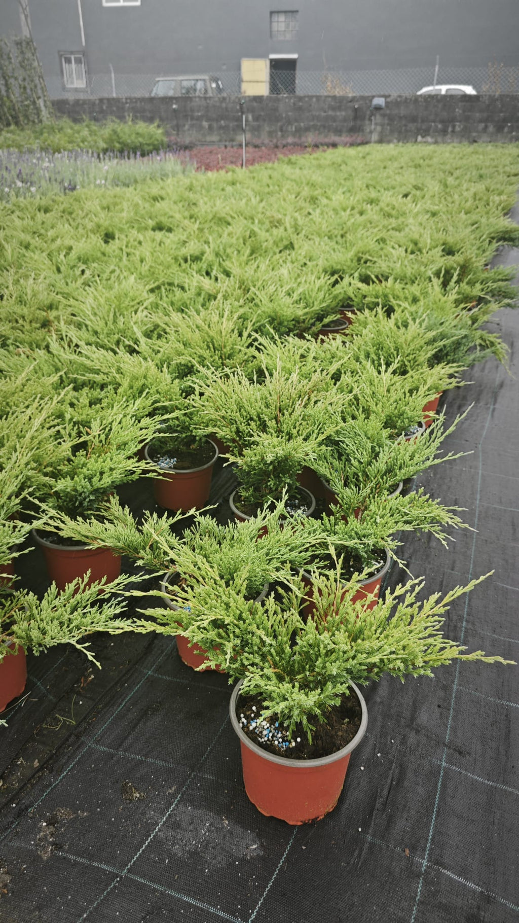 Juniperus 2L