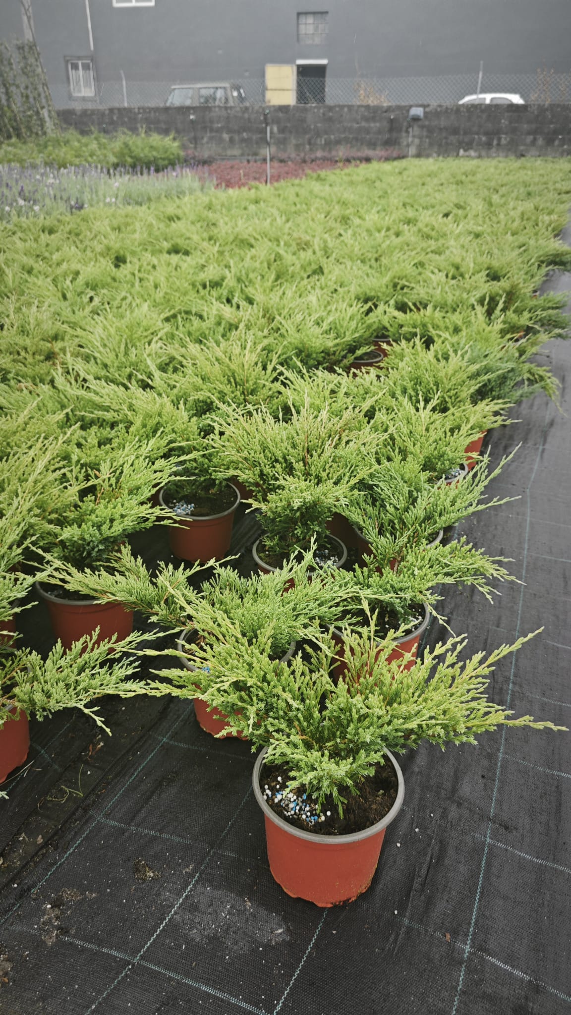Juniperus 2L