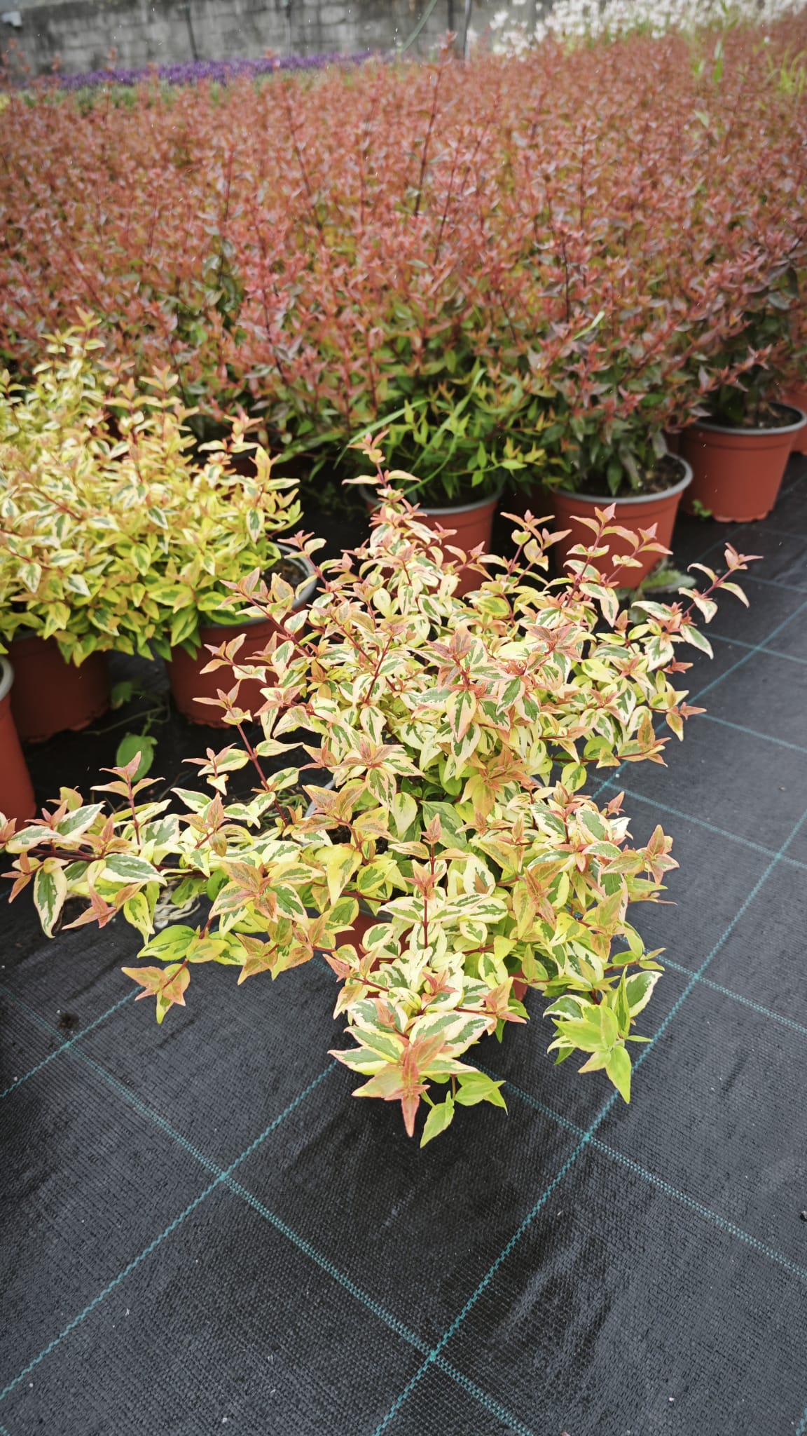 Abelia grandiflora V2L