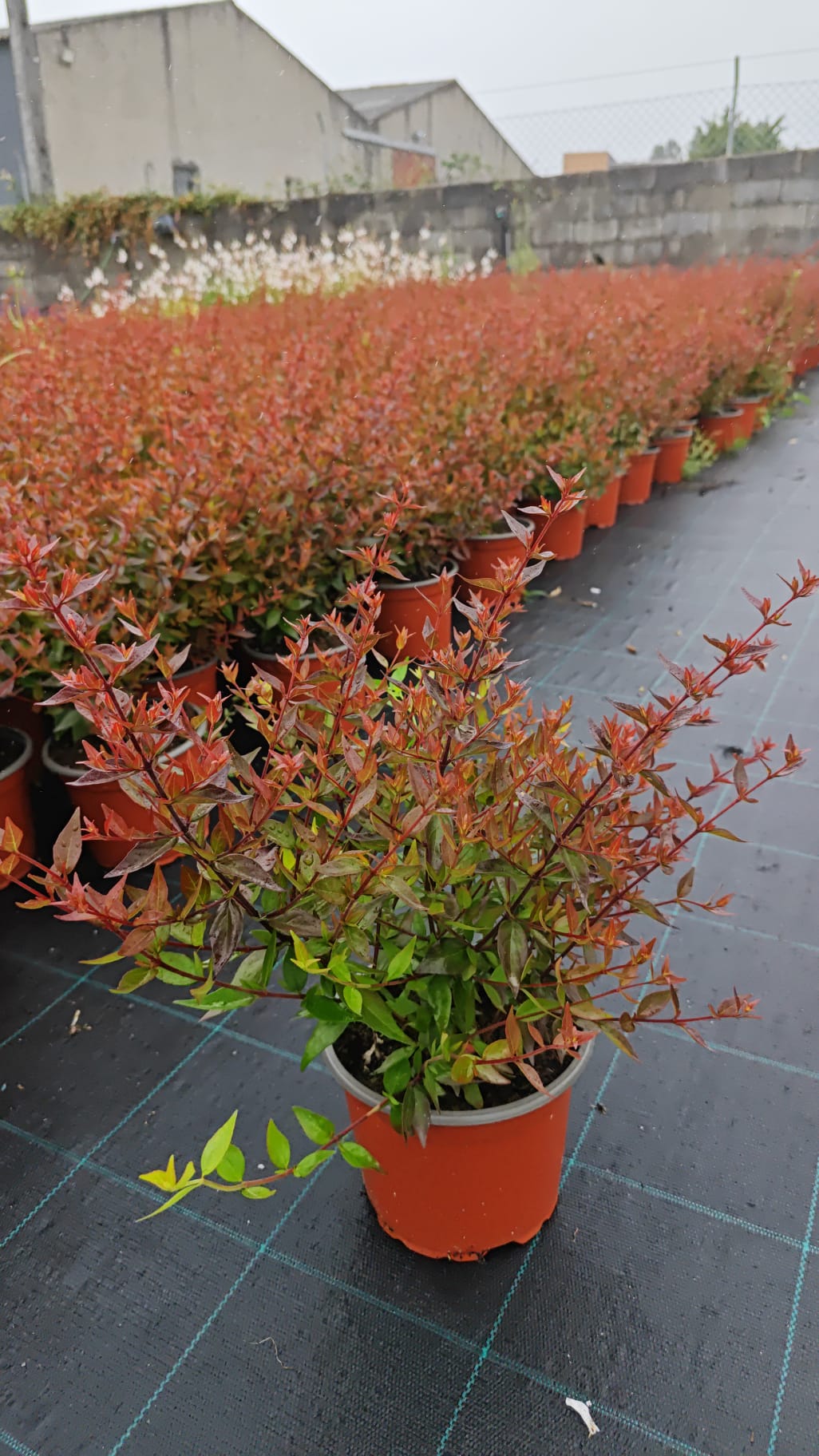 Abelia grandiflora V2L