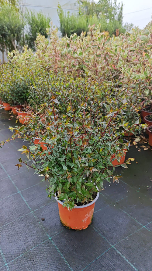 Abelia grandiflora V2L