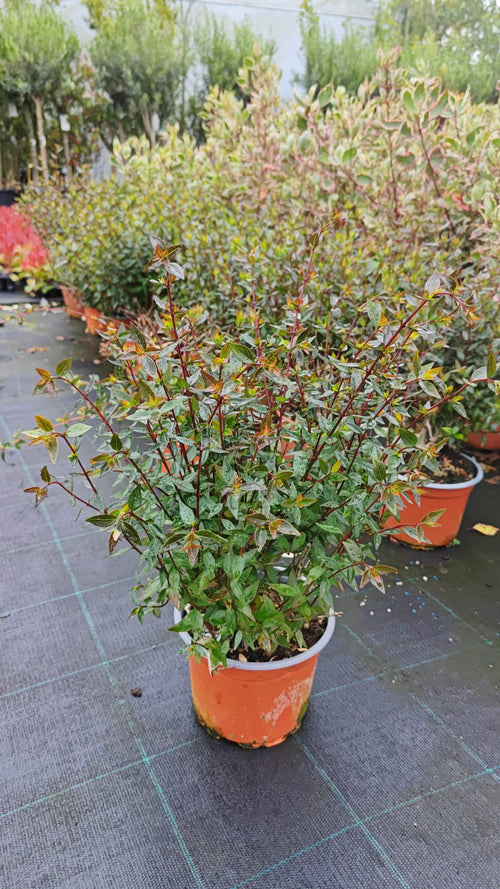 Abelia grandiflora V2L