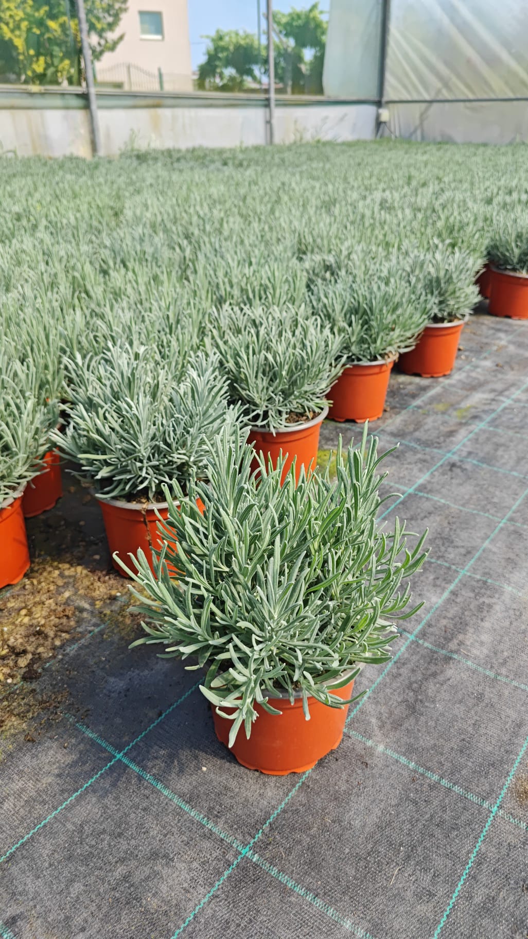 Lavandula angustifolia V14