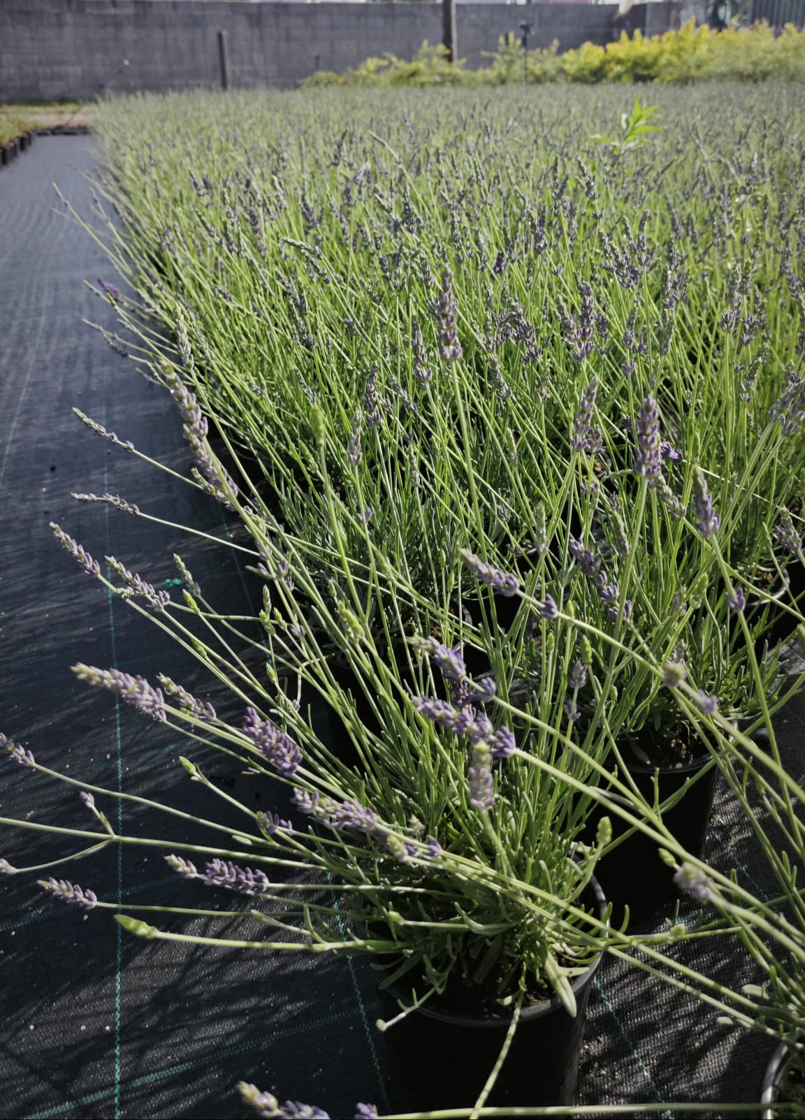 Lavandula angustifolia V14
