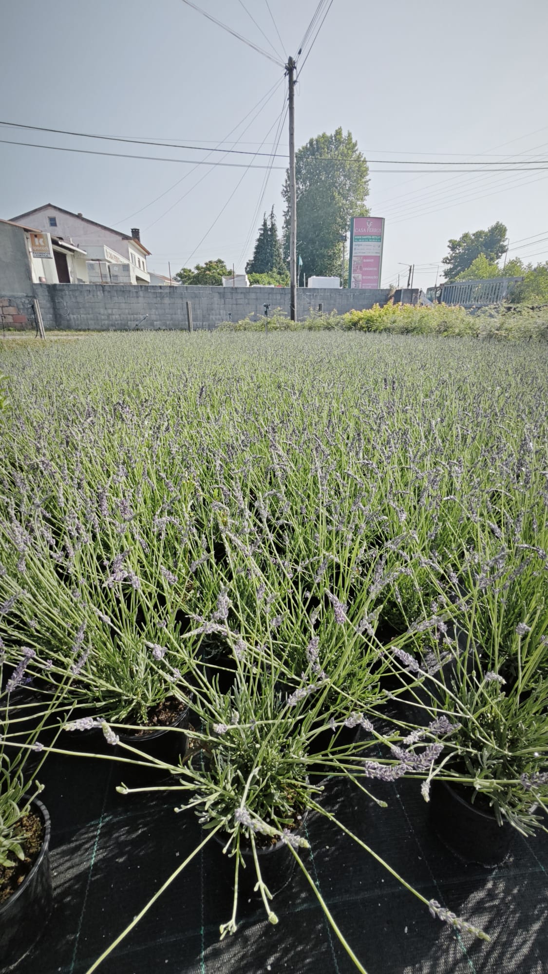 Lavandula angustifolia V14