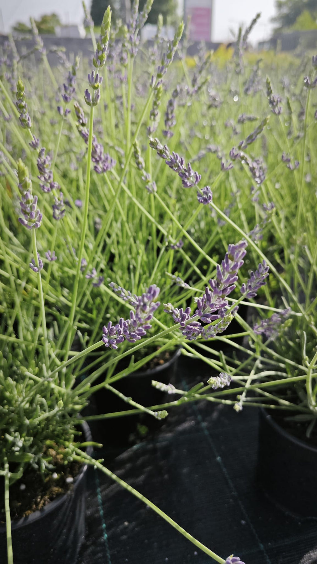 Lavandula angustifolia V14