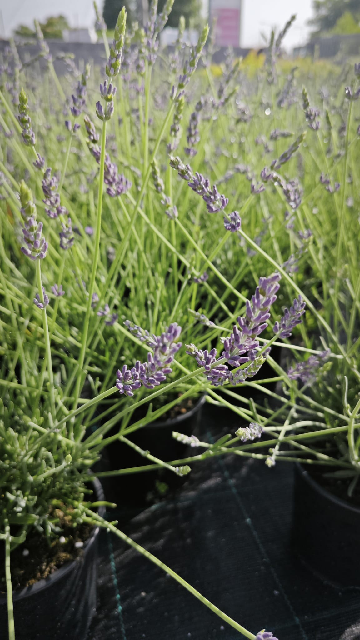 Lavandula angustifolia V14