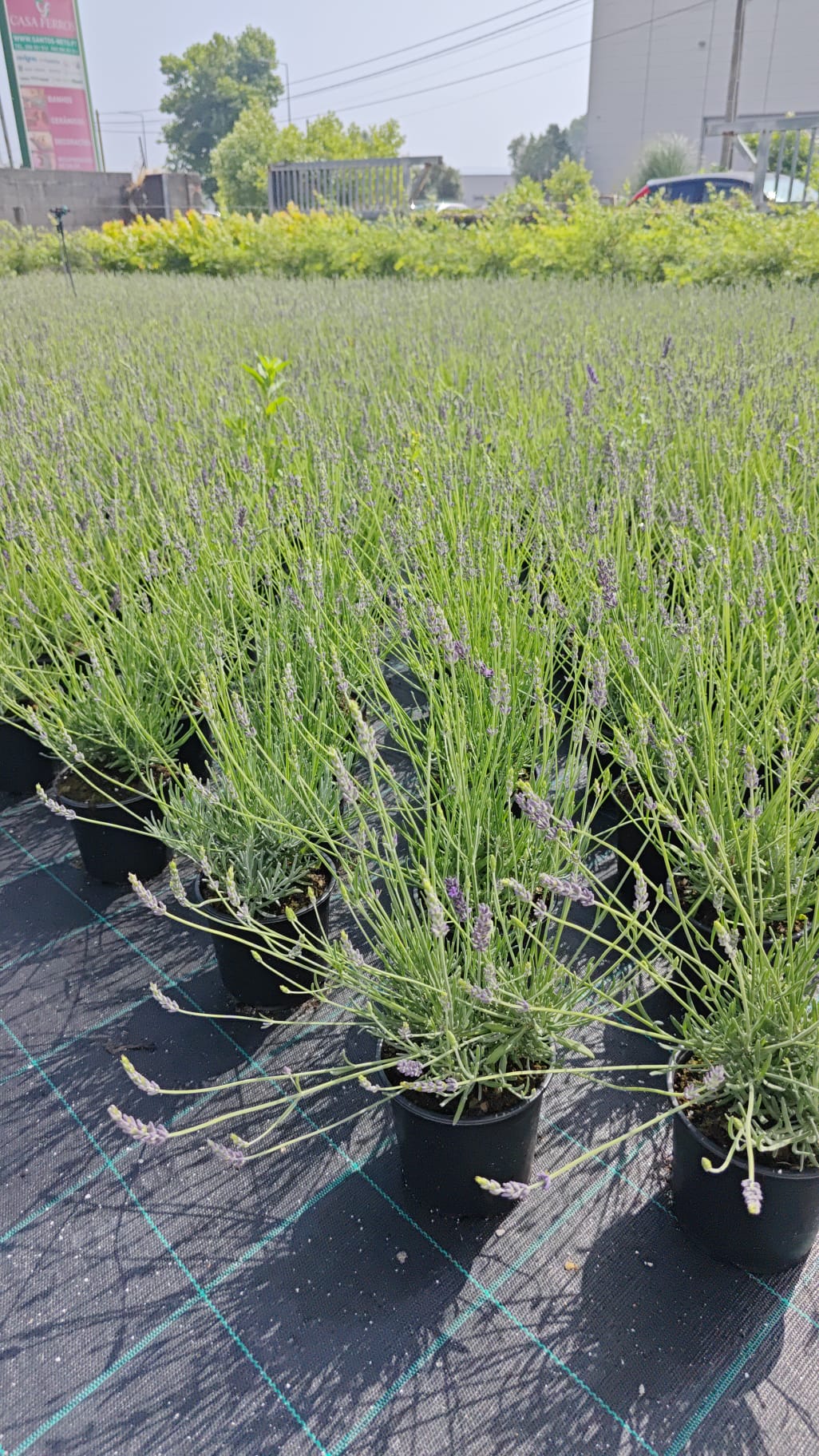 Lavandula angustifolia V14