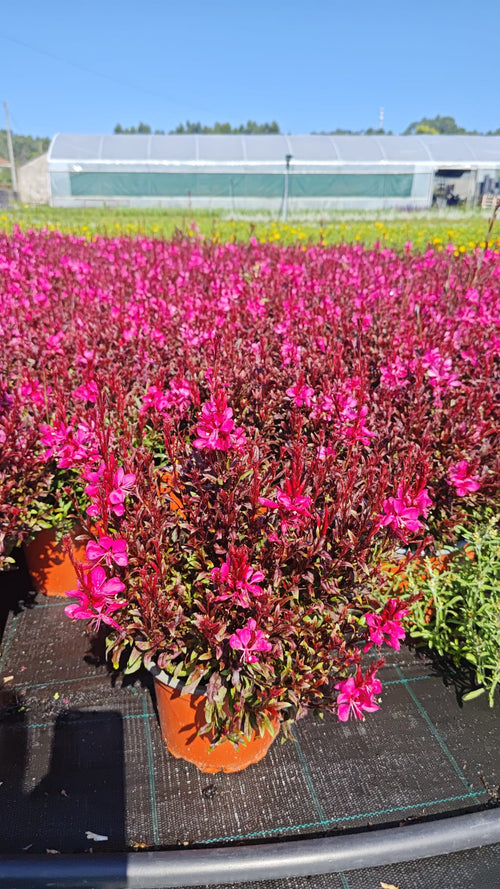 Gaura lindheimeri V2L