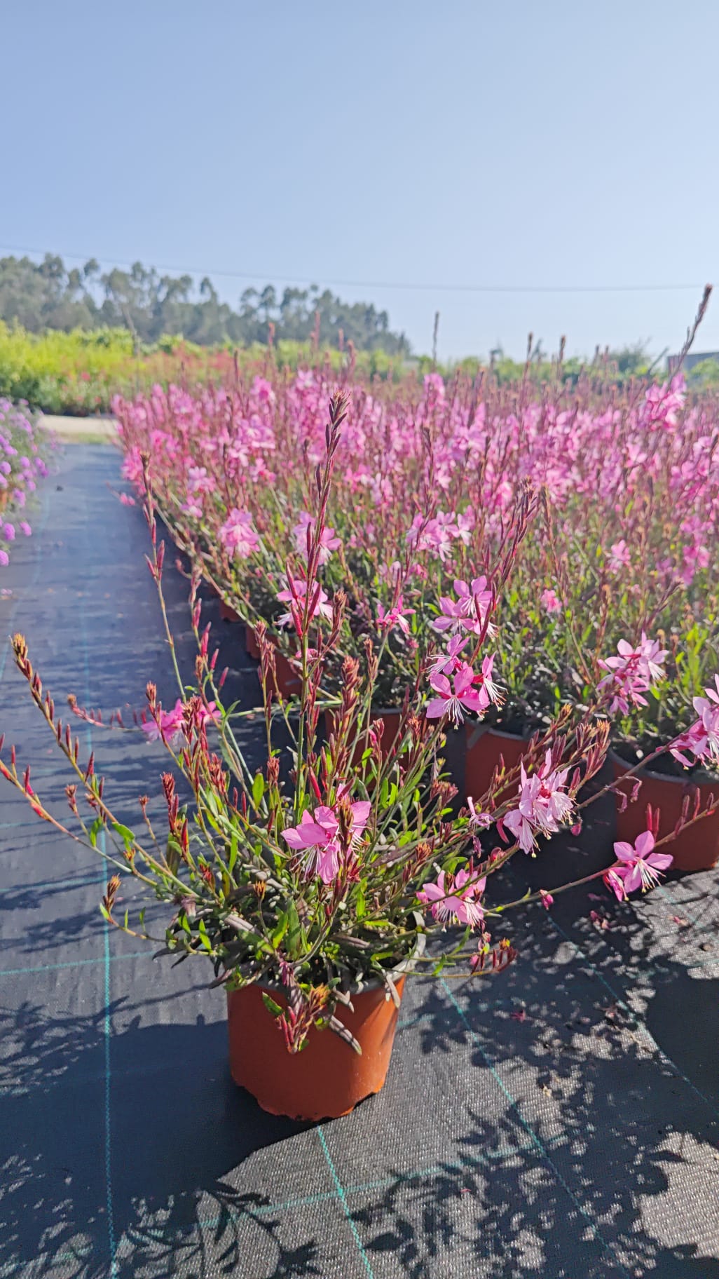 Gaura lindheimeri V2L