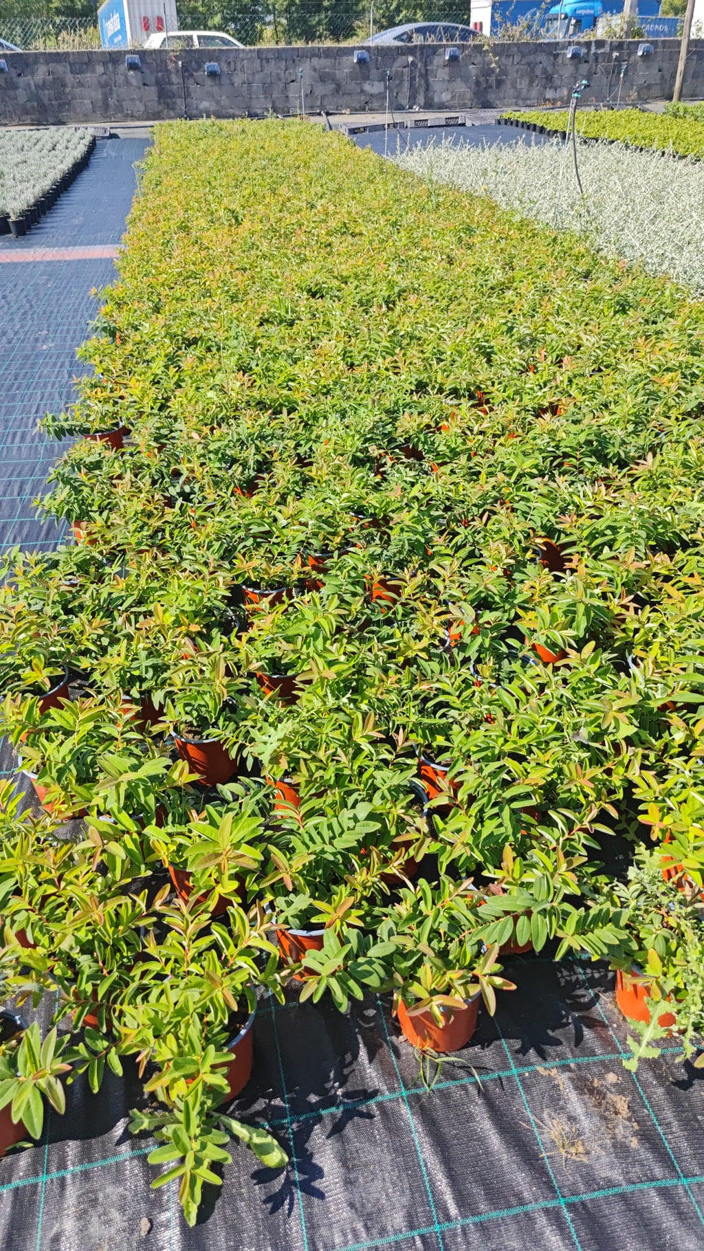 Hypericum calycinum V14