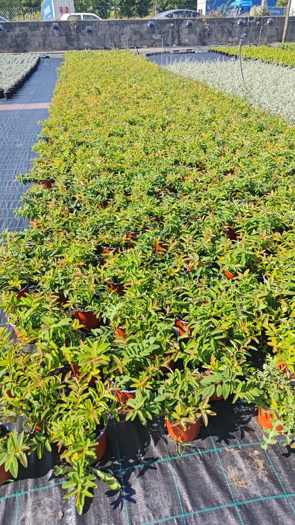 Hypericum calycinum V14