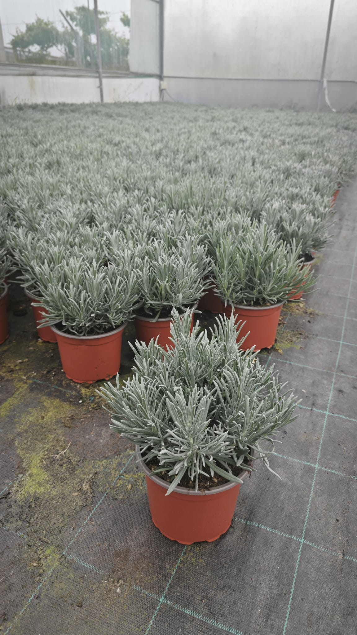 Lavandula angustifolia V14